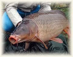 detoate - images-28.jpg